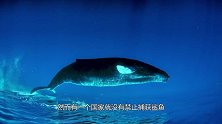 日本人为何冒死也要捕杀鲸鱼？并不是为吃肉，而是隐藏着重大阴谋