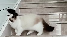 布偶猫空中转体，翻腾一百八，轻功了得！