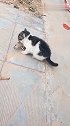 猫：我也终于抓了一只老鼠！