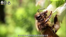 蜂王被成千上万个蜜蜂伺候，为何不会被撑死？其背后原理令人深思