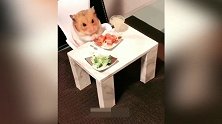 小仓鼠跟主人共餐，还有自己的餐桌餐具，太有爱了！