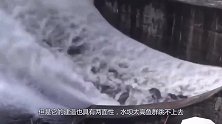 水坝太高鱼群跳不上去，人类帮忙修“鱼梯”，接下来的一幕太壮观