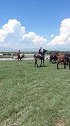 新疆哈萨克族马背上的民族从小就在马背上生活，游牧锻炼了好骑术