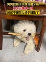 江苏南京：狗狗把椅子木撑当磨牙棒，经过不懈努力终于啃断了