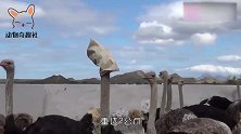 面对重达50公斤的鸵鸟，到底要怎么吃俄罗斯大叔演示全过程！