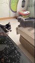 猫：有我在，我看你还敢拆家吗！