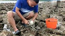 今天退大潮来赶海抓海鲜 礁石滩花甲很大个轻松挖一桶 吃个够
