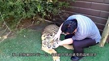 老虎被放归森林，当笼子打开那一刻，不愧是百兽之王