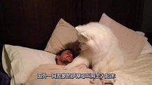 萨摩耶叫男主人起床，不起来就狂亲主人，简直比女票还温柔