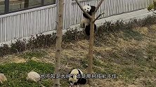 饲养员发现少了一只熊猫，抬头看了眼后腿直发抖：我的亲娘哎