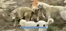 七八只土狗，围攻撕咬落单的孤狼，孤狼寡不敌众嚎叫求饶