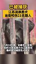 江苏流浪恶犬当街咬伤21名路人 ，最小受害者仅3岁，现已被捕获！