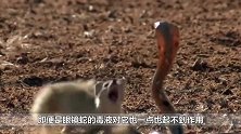 3只蛇獴玩耍时来了1只犀鸟，下秒蛇獴倒地装死，镜头拍下全过程