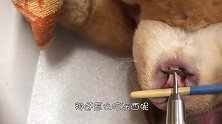 为何主人要强掰兔子嘴，用老虎钳生生“夹断”牙齿？都是为它好！