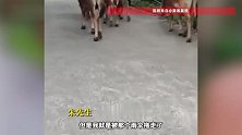 广西小伙牵牛回家被拖拽倒地致骨折，当事人：医生边笑边检查