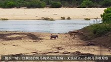 万物皆有情！小河马保护的得病的妈妈，迎战雄狮