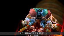 世界上最凶猛的虾：拳头冲击力达60公斤，普通玻璃真养不了！