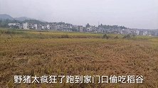 野猪太疯狂了，跑到家门口来偷吃稻谷