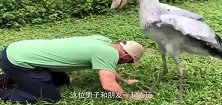 呆萌的鲸头鹳，也只有在面对喜欢的饲养员时，才会变得活泼一些
