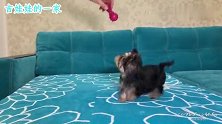 约克夏犬活泼又调皮，真是让人忍不住喜爱啊