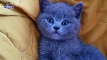大清早小奶猫跑来求撸，一动不动装睡觉，鞭炮声一响它突然变样