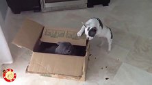 斗牛犬都快成脑震荡了吧，猫咪不留情的拍打
