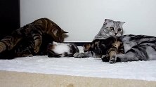 躺在猫爸猫妈身边玩耍的小奶猫，这呆萌的样子，真可爱！