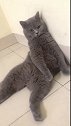 猫：主人你又在乱说啥呢，信不信我挠你！
