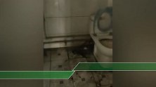 石家庄一房东进入出租屋后惊呆：垃圾满地 冰箱生蛆