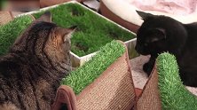 好多只可爱的猫咪啊，看这懒洋洋的样子，真是好可爱呢！
