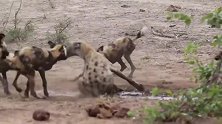 这鬣狗被一群野狗车轮战，结果会怎么样呢？