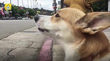 消防车一鸣笛，柯基竟跟着唱起来
