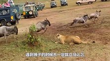 小牛犊被狮子吃掉，野牛群大怒，找准机会对小狮子下手了！