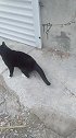 黑猫警长：手画不错