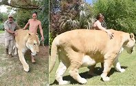 美国：一狮虎体重408公斤成“最大猫” 三次获得世界纪录
