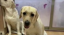不学无术的拉布拉多犬，它妈妈恨铁不成钢，揍它！