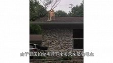 大金毛爬上屋顶成网红，主人却怎么都高兴不起来，什么原因呢