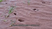 男子把盐水倒进秧田洞里，倒了几次之后，里面的家伙全跑出来了
