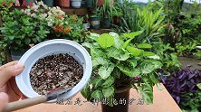 “蛭石”养花3大妙用，如果你家也有，试试这些神操作吧