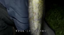 在农村，老话说“三斤半的黄鳝不敢吃”，究竟是科学还是迷信？