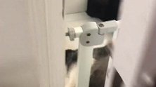 二哈堵在门口蹭空调，男主人警告其再有下次就下锅炖了，结局好逗