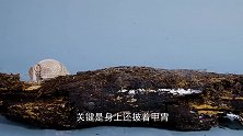 工人修路时发现一“特殊”生物，体型似猪，长得又像老鼠！