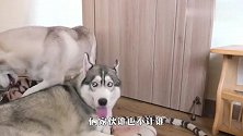 因为一个玩具引起的战争！两只哈士奇谁能赢？场面笑爆了