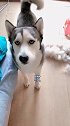 狗毛嚎没了