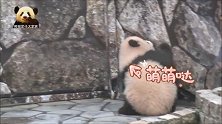 熊猫小不点儿漫不经心卖一波萌，怎么可爱怎么来，太讨人喜欢了