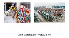 把牛奉为神的印度，怎么还是亚洲第一牛肉出口国？
