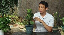 夏季在家庭养琴叶榕，养好养旺，谨记这些技巧