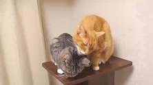 刚收养的流浪猫胆子很小，老害怕新主人抛弃自己，太可怜了