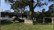 中国最“怪”一棵柏树被雷劈成两半仍存活乾隆给其赐名