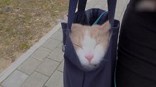 被装进袋子里的猫咪，这生无可恋的样子，笑得我都岔气了！
